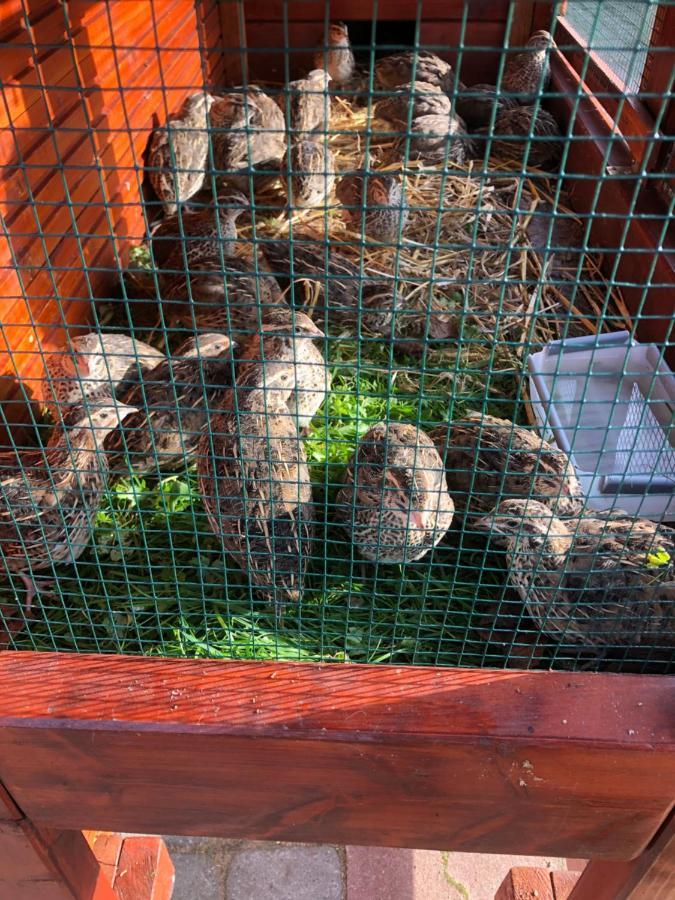 Agroturystyka Pod Debem Łagów 外观 照片